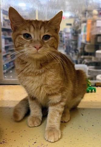 Enlarge Elizabeth, a Adoptable Tabby in Waynesboro, VA image 6/6