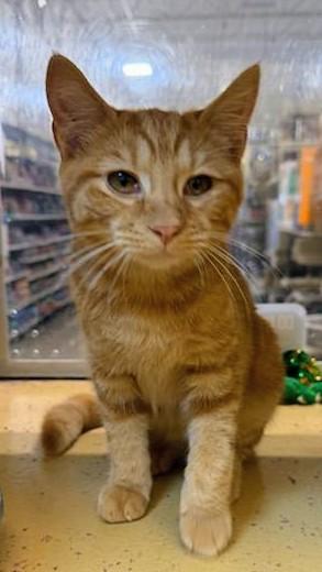 Enlarge Elizabeth, a Adoptable Tabby in Waynesboro, VA image 5/6