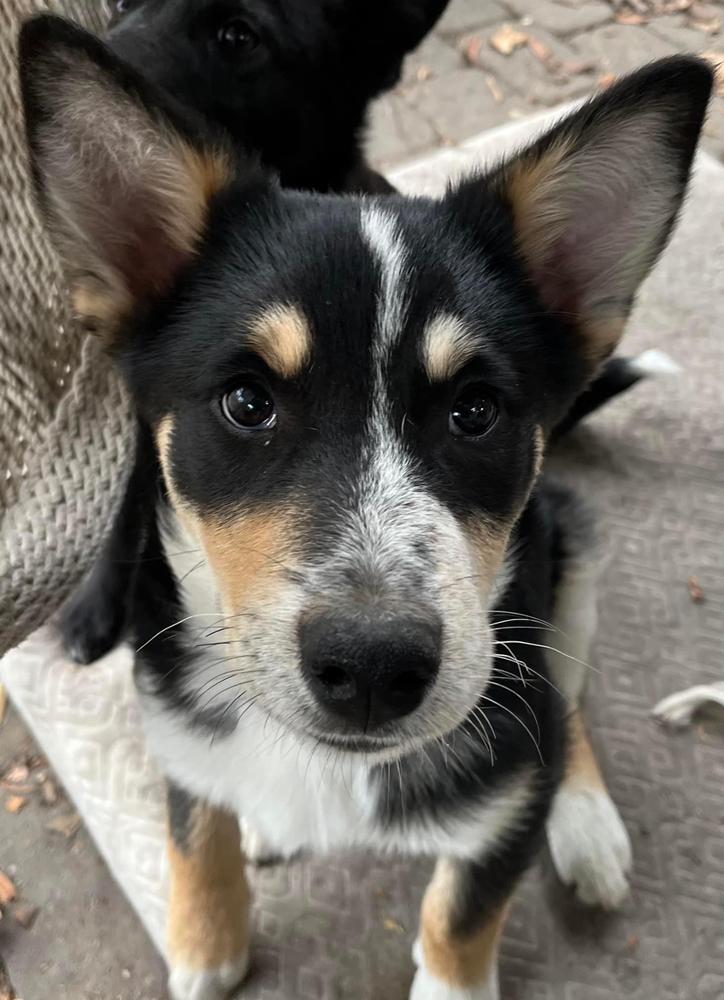Bernie, Adopted, Puppy Male Cattle Dog.