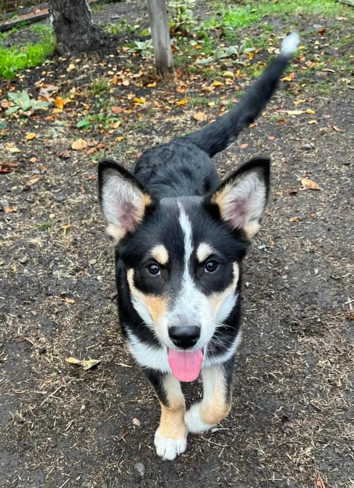 Bernie, a Adopted mixed breed in Pleasant Hill, CA image 3/3