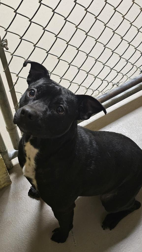 CANDY COATED RAIN DROP, Adoptable, Young Female American Bulldog.