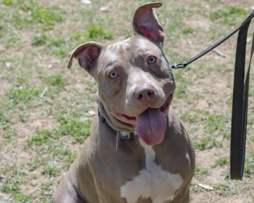 PEBBLES, Adoptable, Young Female Pit Bull Terrier & Mixed Breed.