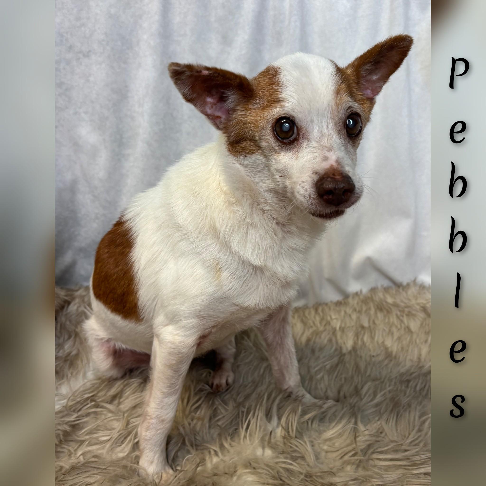 Pebbles, adopted, Senior Male Mixed Breed.