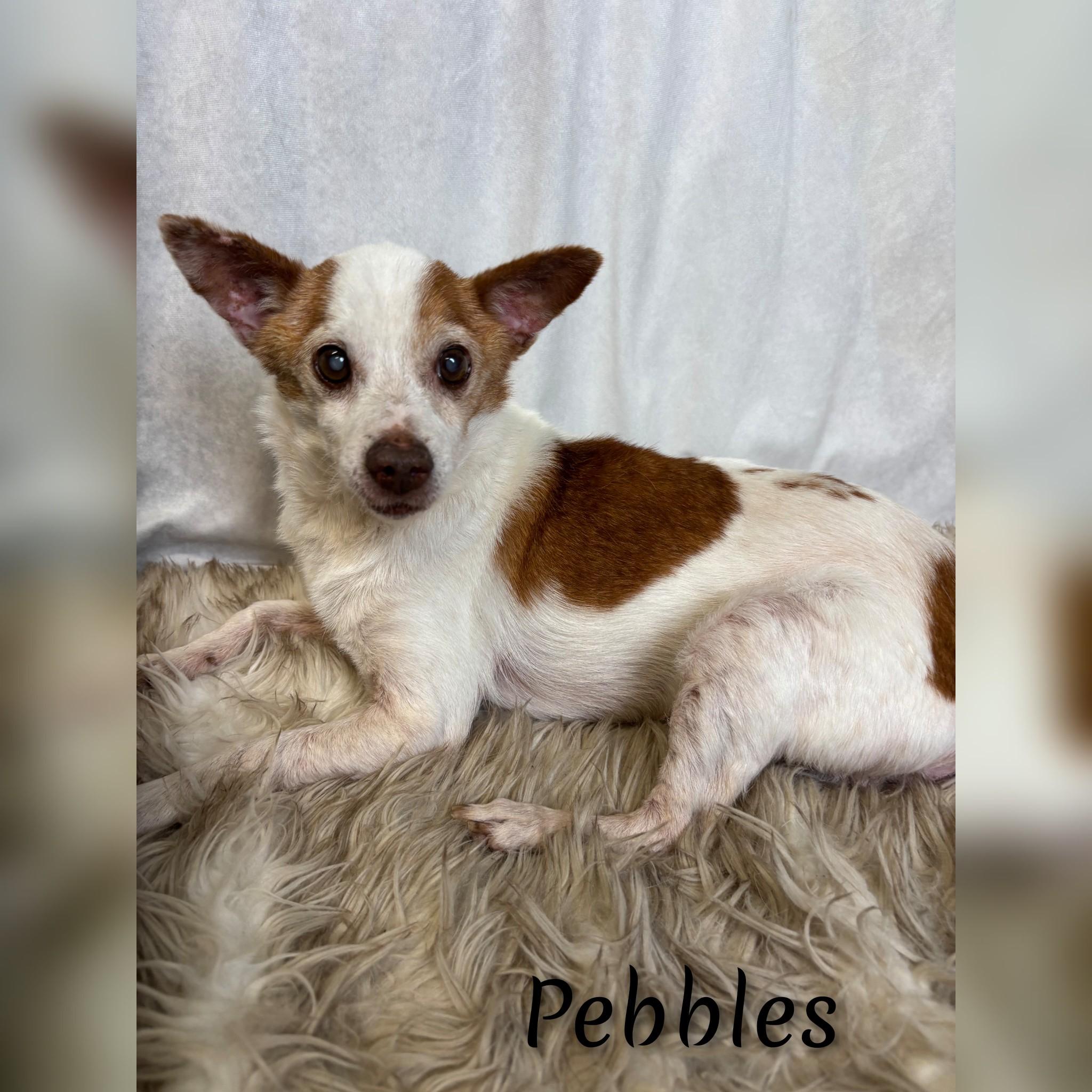 Enlarge Pebbles, an adopted Mixed Breed in Fredericksburg, VA image 3/6
