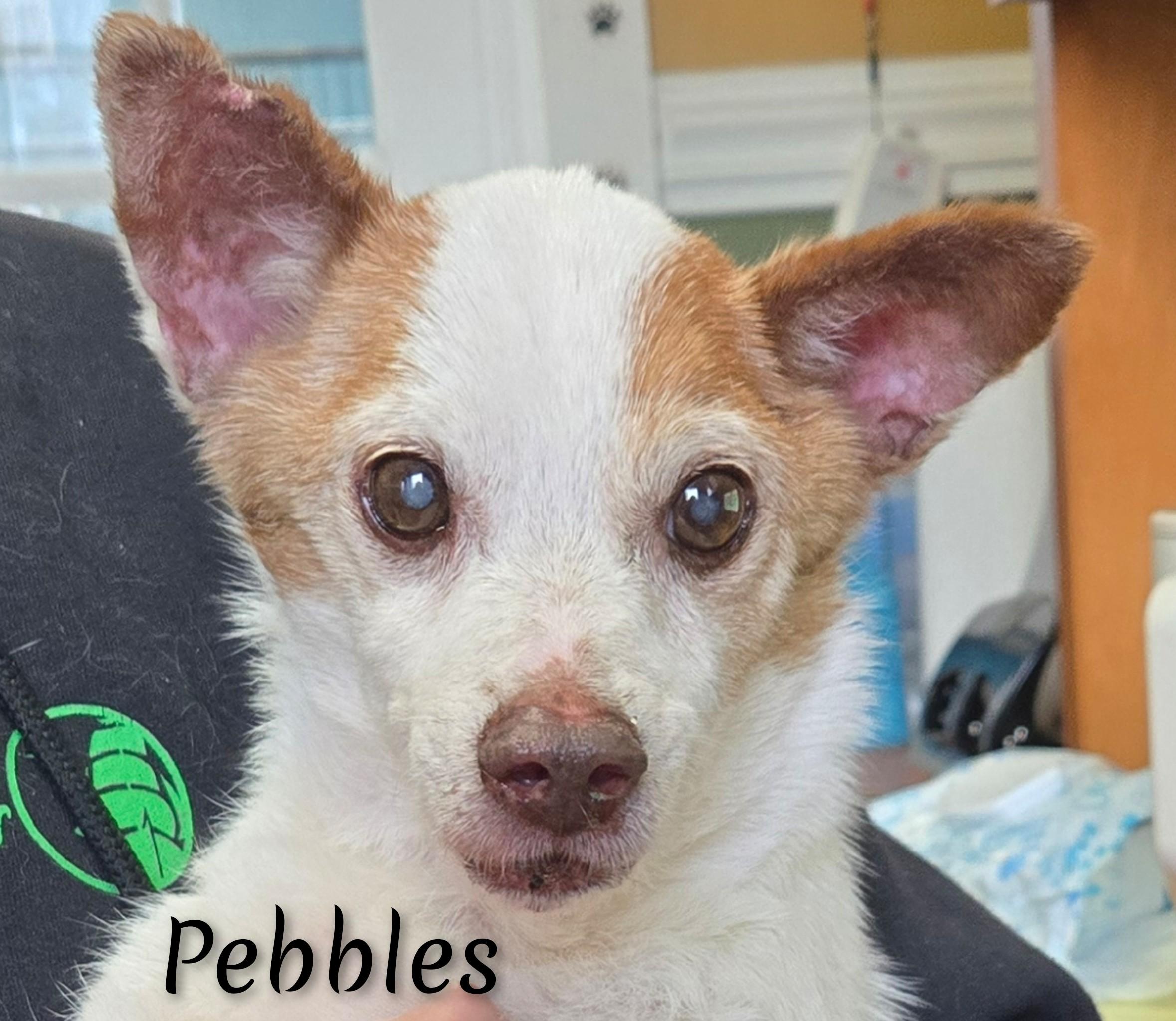 Enlarge Pebbles, an adopted Mixed Breed in Fredericksburg, VA image 4/6