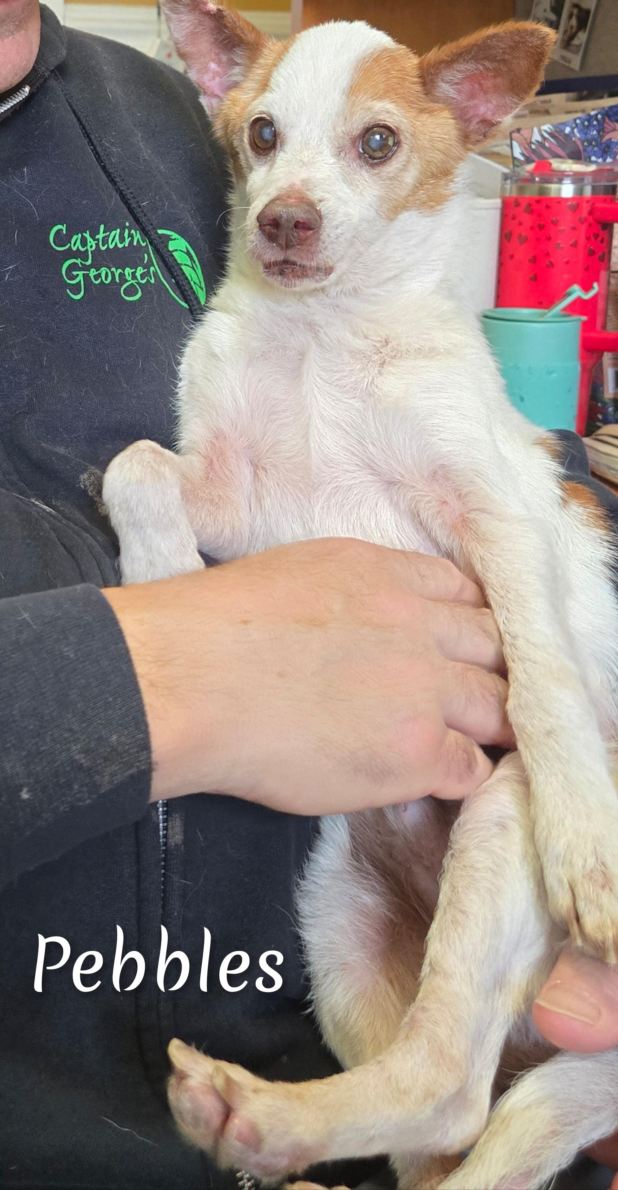 Enlarge Pebbles, an adopted Mixed Breed in Fredericksburg, VA image 5/6