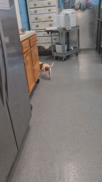 Enlarge Pebbles, an adopted Mixed Breed in Fredericksburg, VA video 6/6