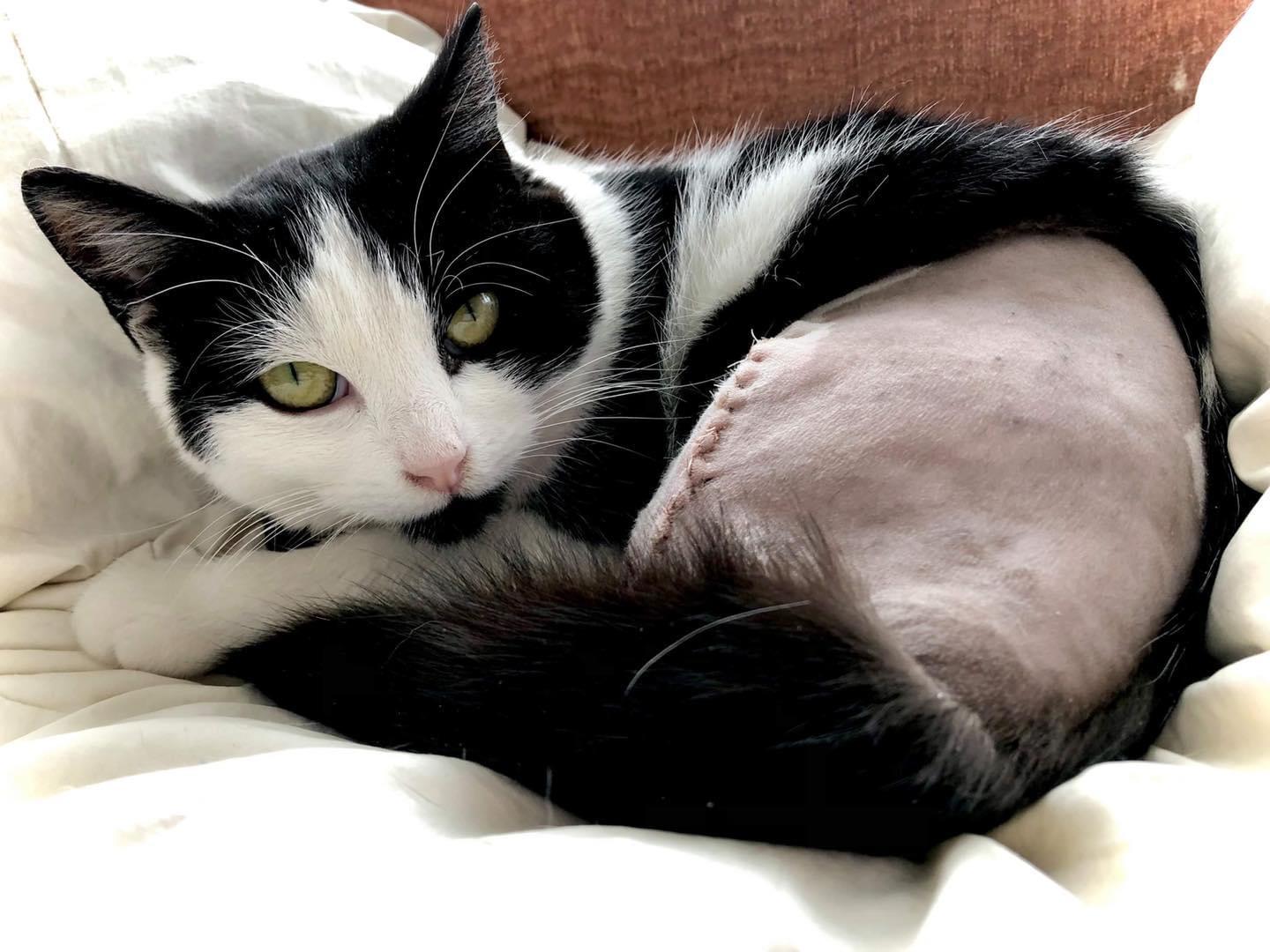 Mary-Adopted, Adopted, Adult Female Domestic Short Hair.