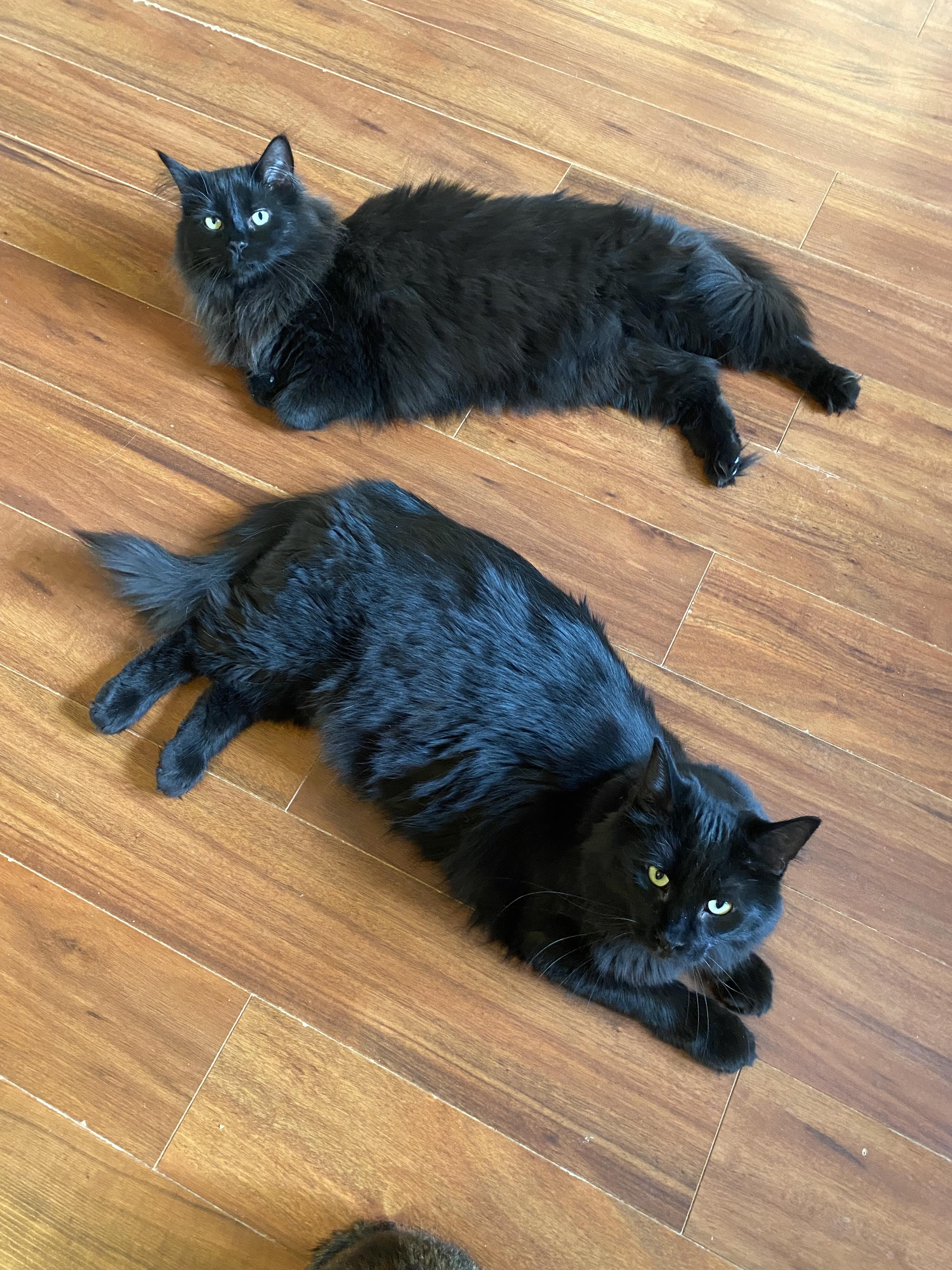 Enlarge Oak & Birch, a Adoptable Tabby in Orleans, ON image 4/6