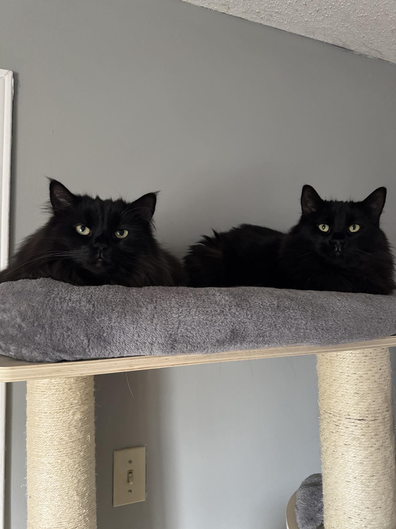 Enlarge Oak & Birch, a Adoptable Tabby in Orleans, ON image 3/6