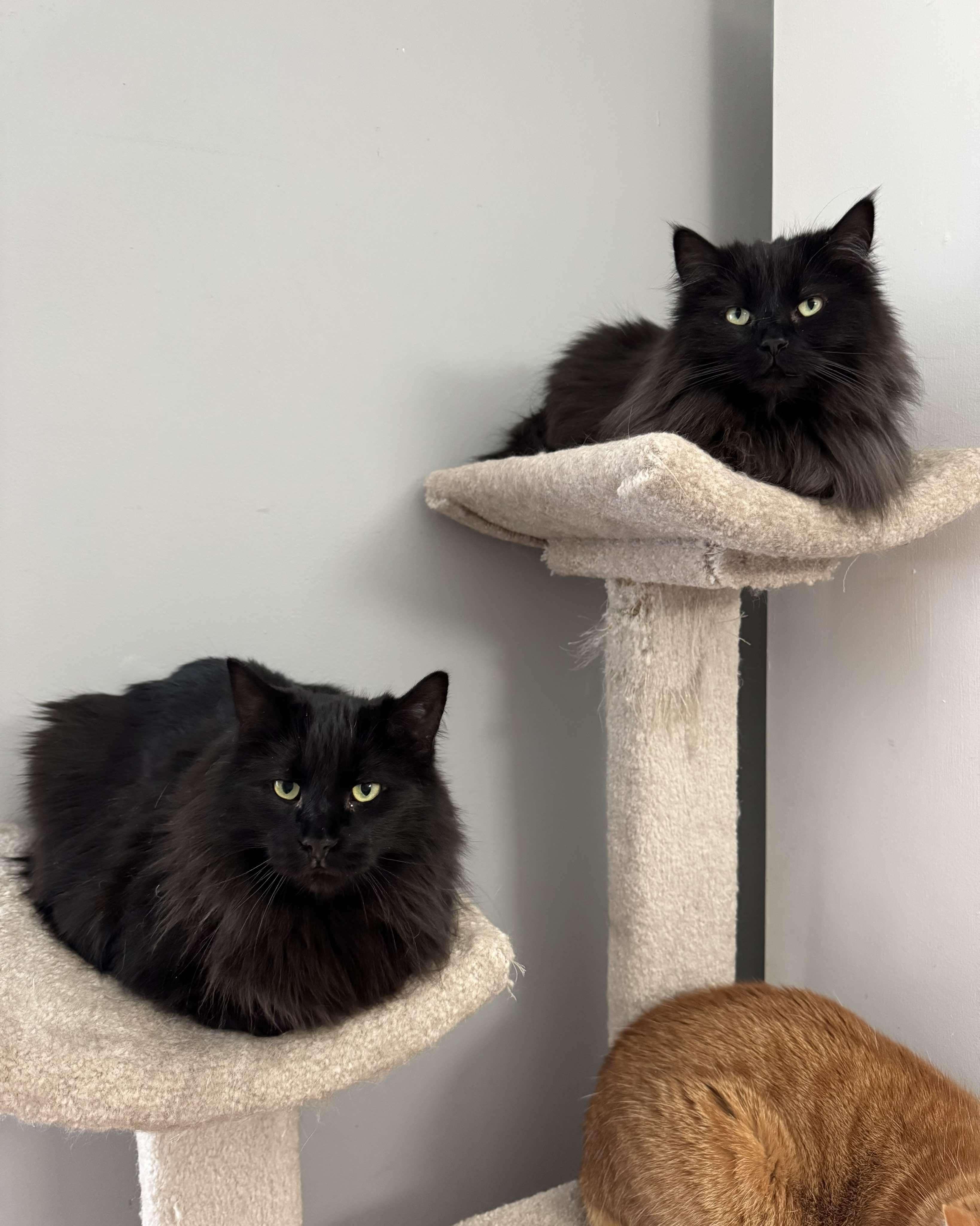 Enlarge Oak & Birch, a Adoptable Tabby in Orleans, ON image 1/6