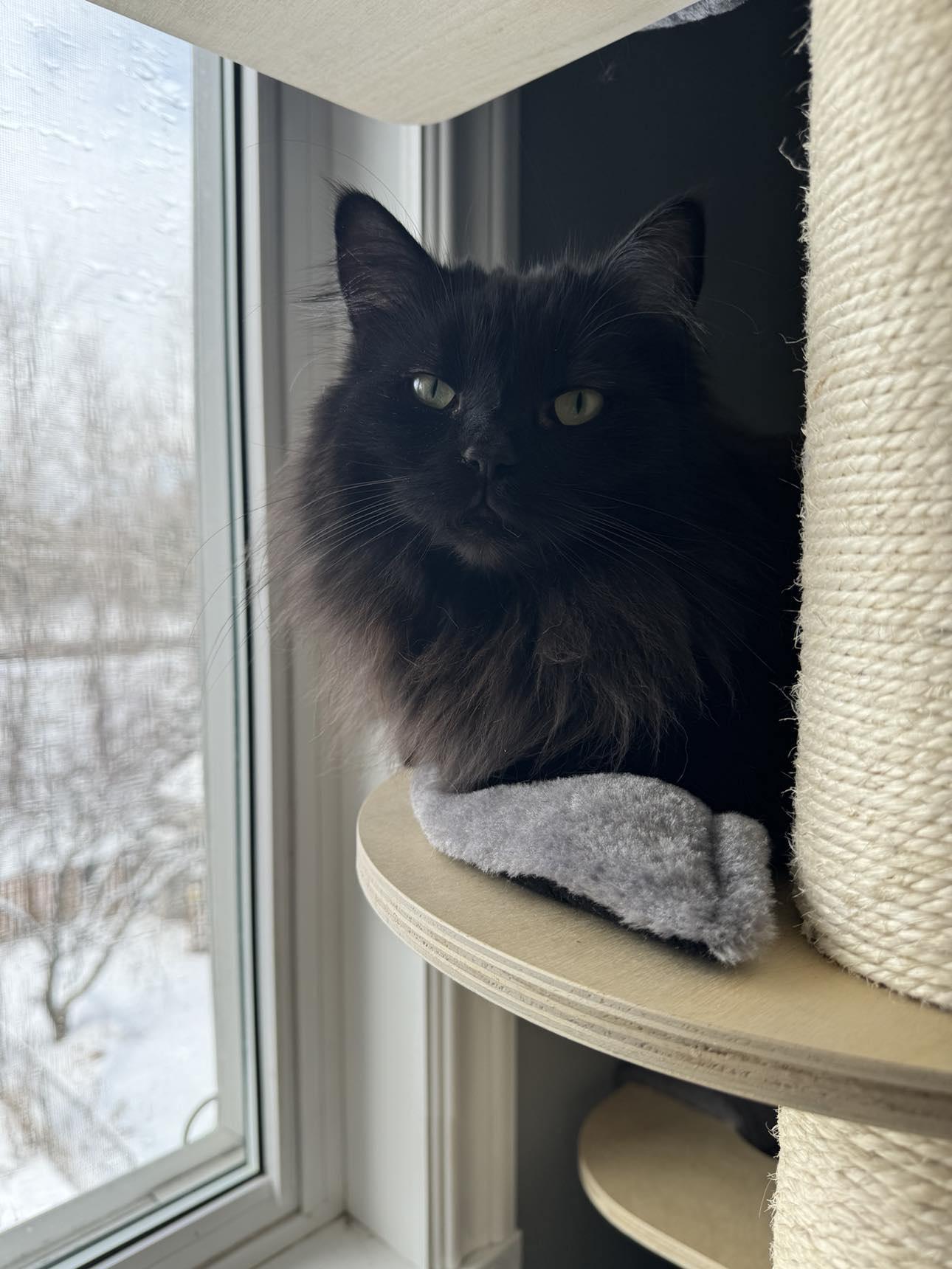 Enlarge Oak & Birch, a Adoptable Tabby in Orleans, ON image 5/6