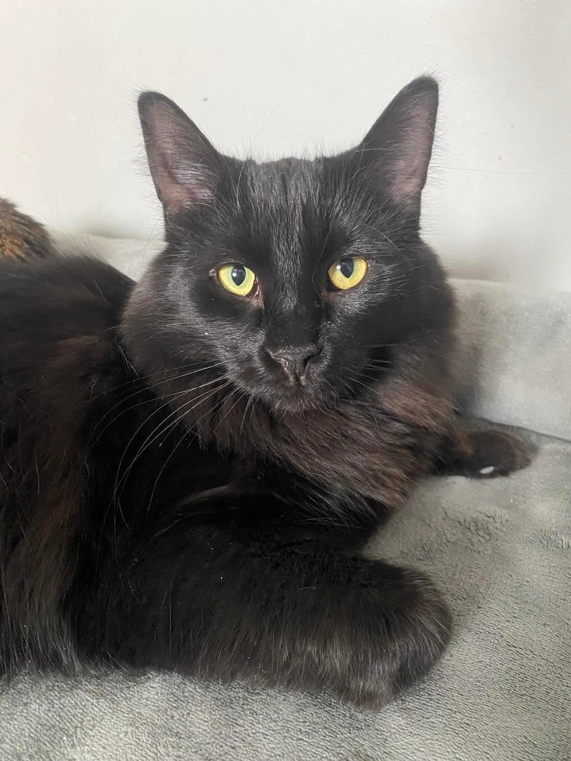 Enlarge Oak & Birch, a Adoptable Tabby in Orleans, ON image 6/6