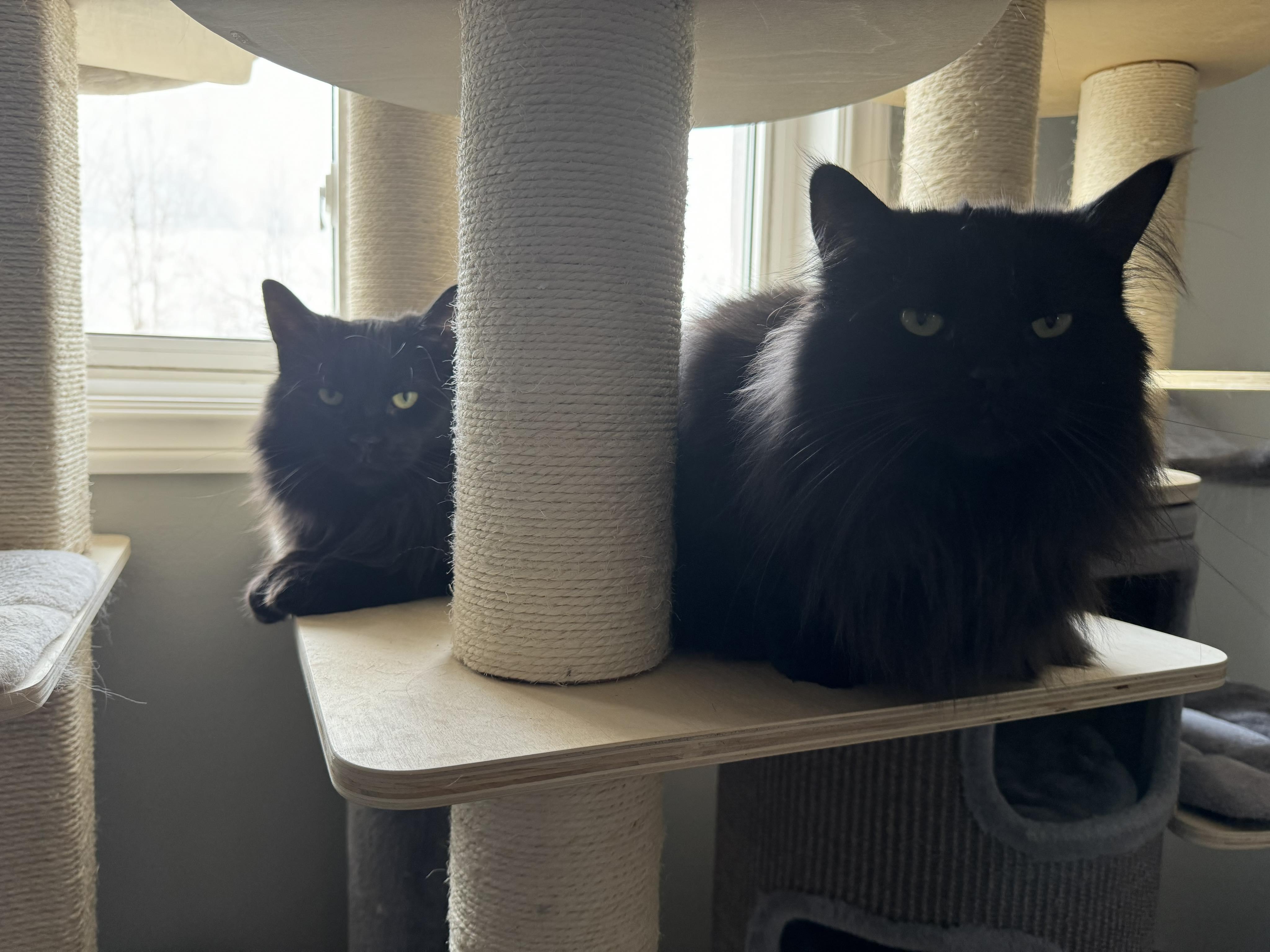 Enlarge Oak & Birch, a Adoptable Tabby in Orleans, ON image 2/6