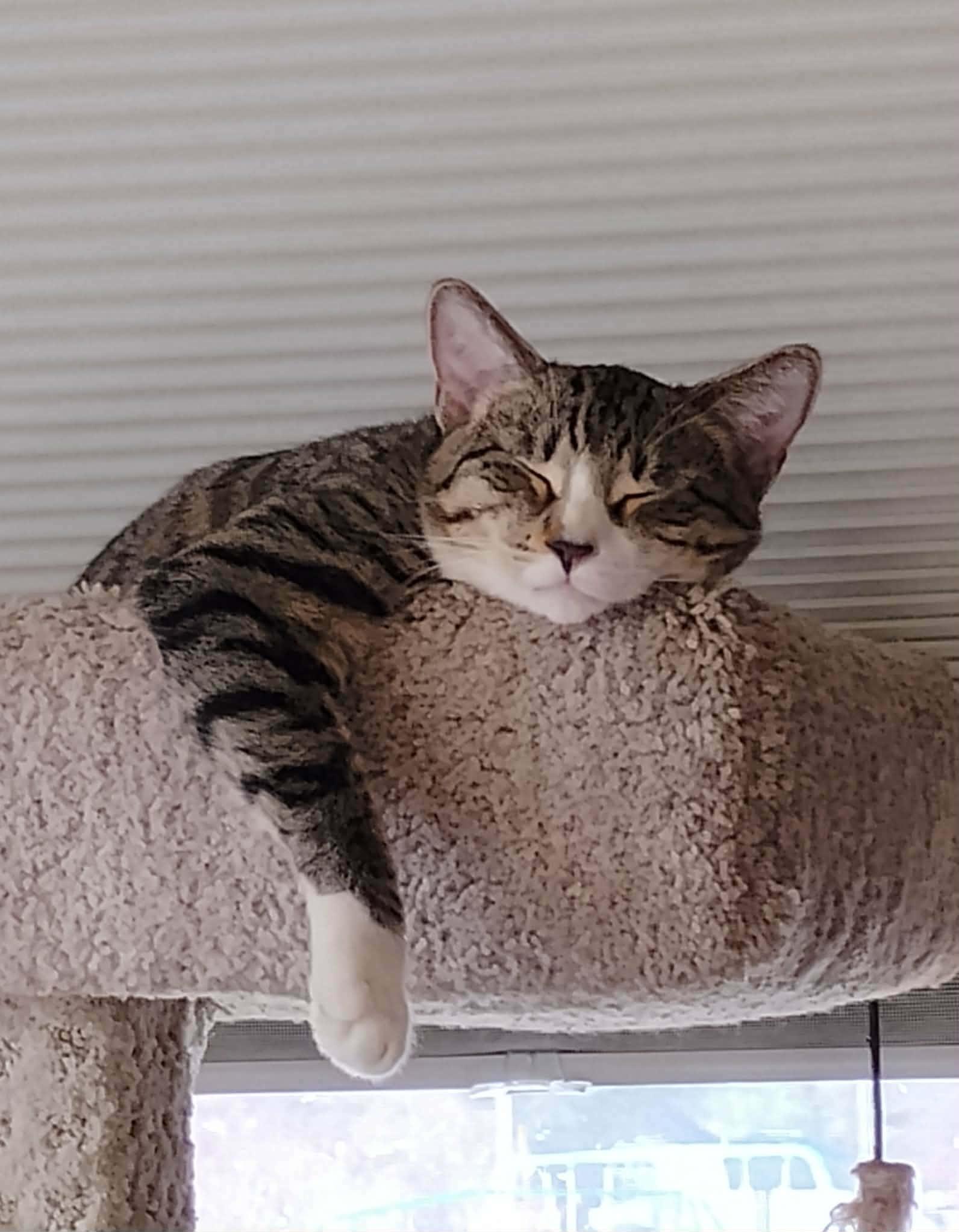 Enlarge Alvin - "The Investigator" - Courtesy Post, an adopted Domestic Short Hair in Anoka, MN image 2/6