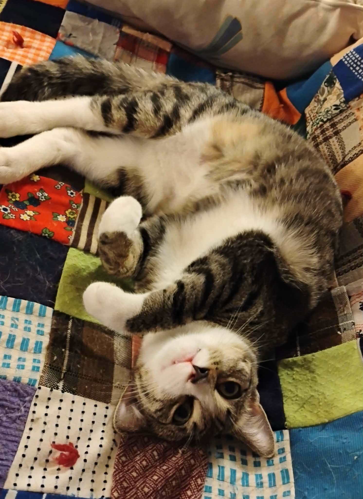 Enlarge Alvin - "The Investigator" - Courtesy Post, an adopted Domestic Short Hair in Anoka, MN image 6/6