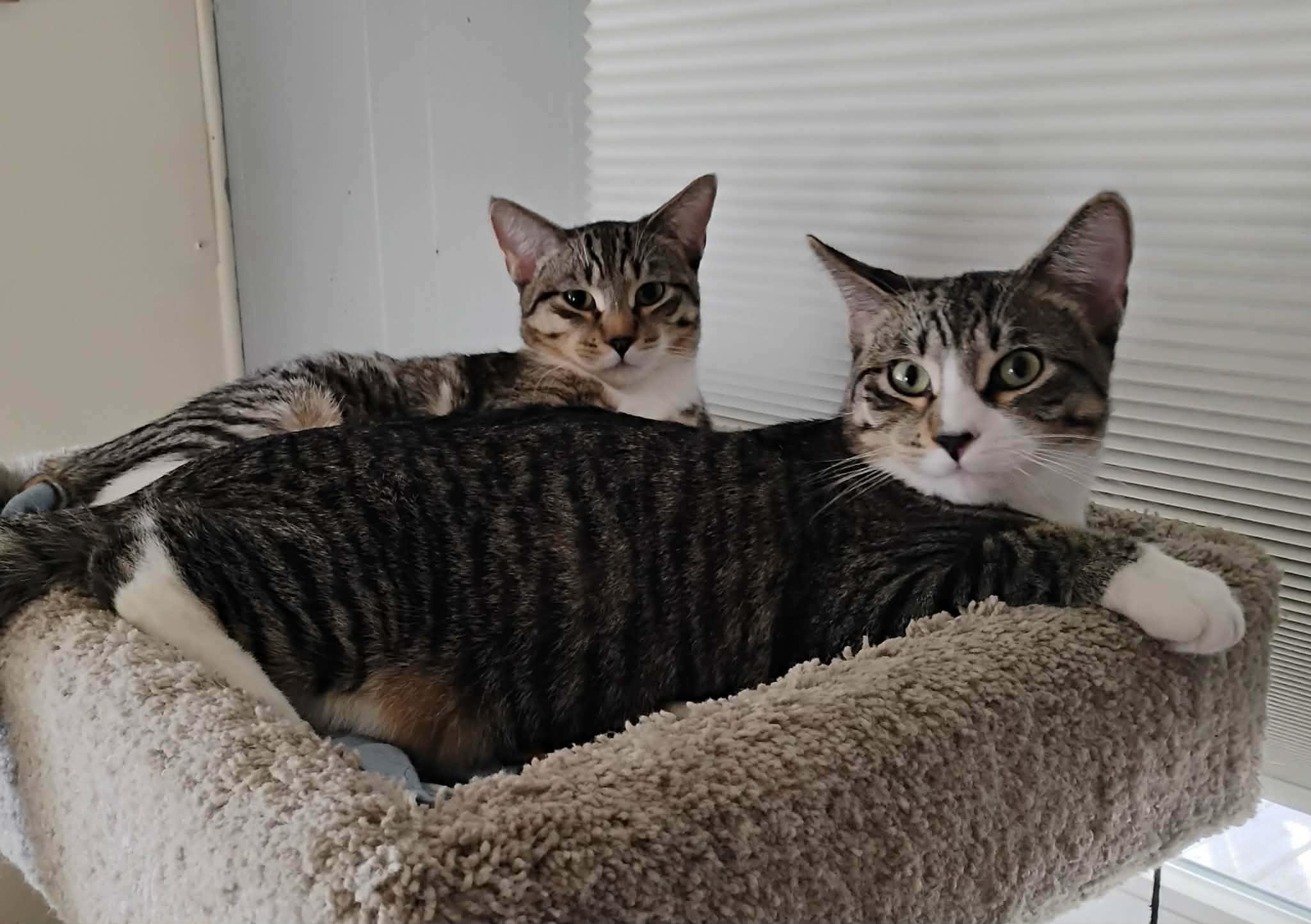 Enlarge Alvin - "The Investigator" - Courtesy Post, an adopted Domestic Short Hair in Anoka, MN image 3/6