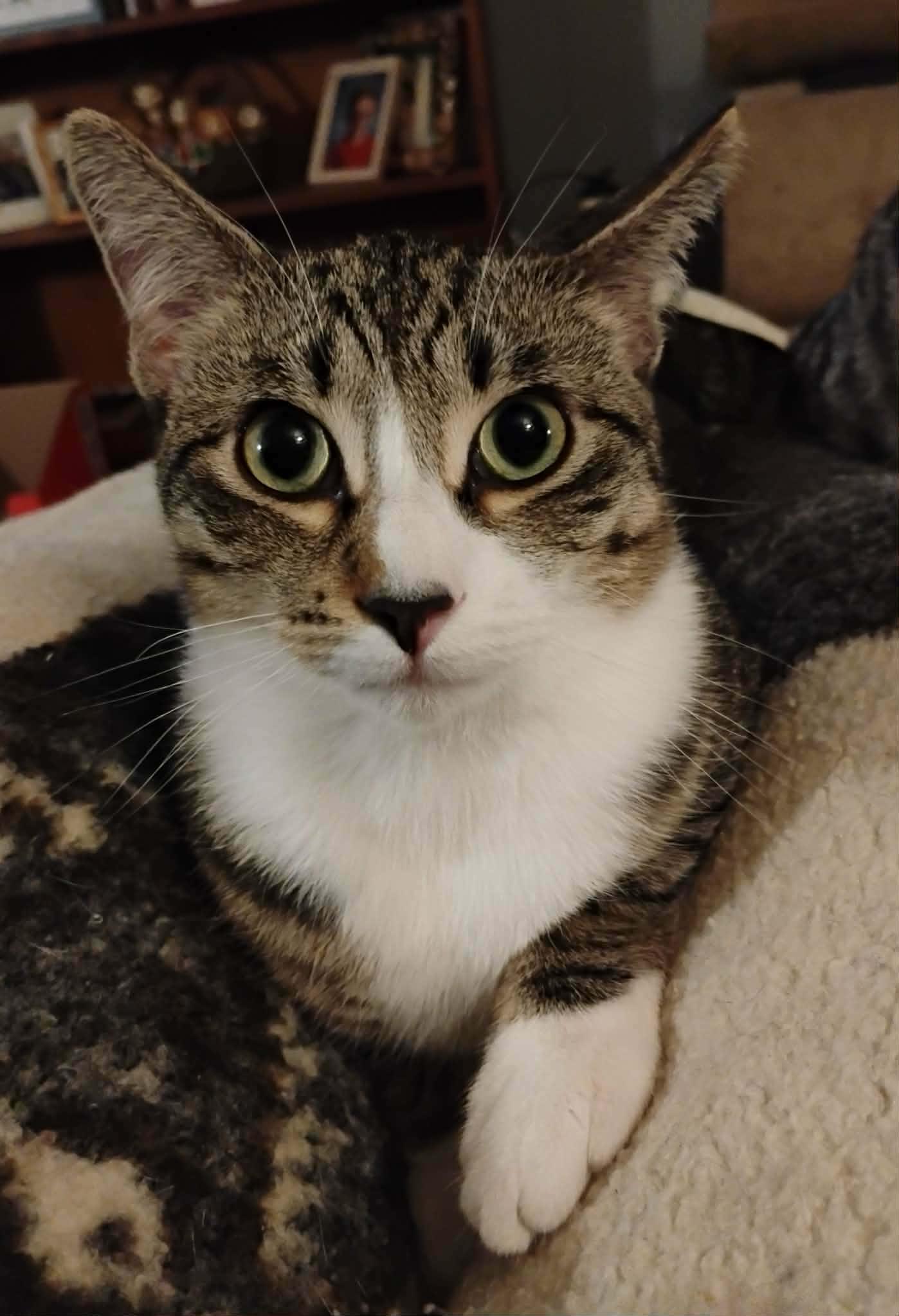 Alvin - "The Investigator" - Courtesy Post, adopted, Kitten Male Domestic Short Hair.