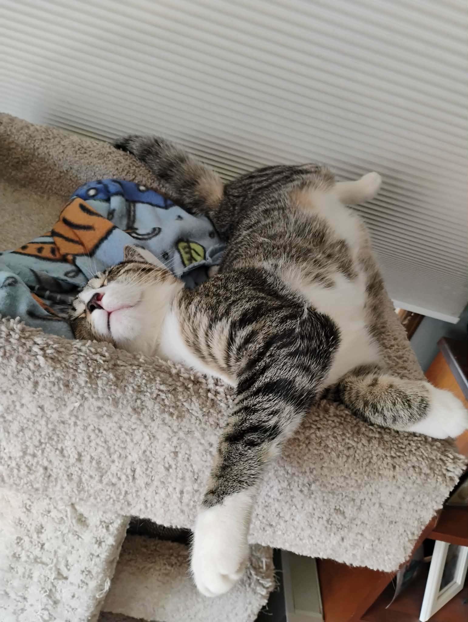 Enlarge Alvin - "The Investigator" - Courtesy Post, an adopted Domestic Short Hair in Anoka, MN image 5/6