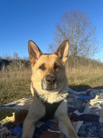 Ruger, a Adoptable mixed breed in Gwinn, MI image 1/3