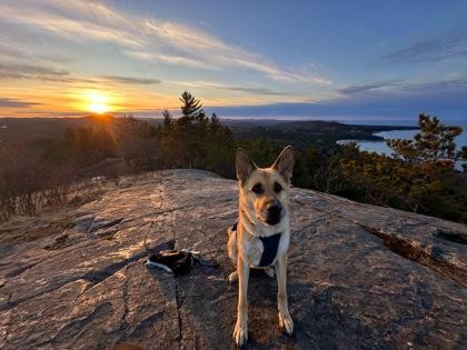 Ruger, a Adoptable mixed breed in Gwinn, MI image 2/3