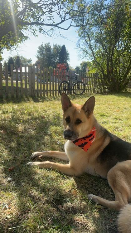 Ruger, a Adoptable mixed breed in Gwinn, MI image 3/3