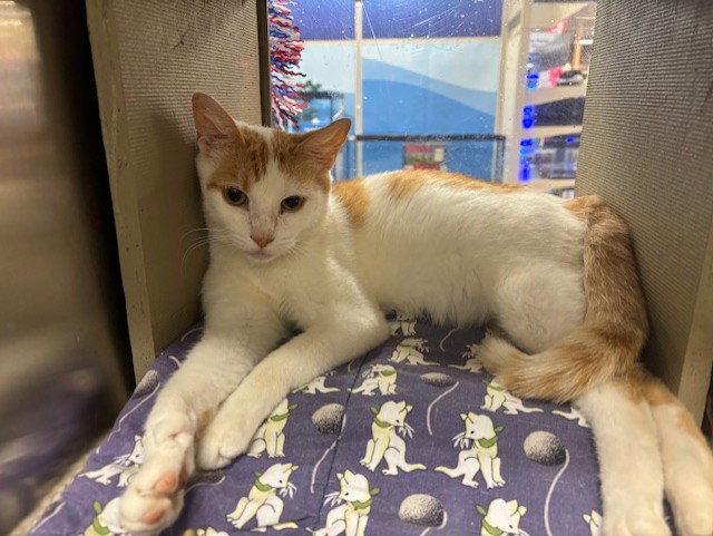 Kara Kitty, a Adoptable mixed breed in Fayetteville, GA image 1/3