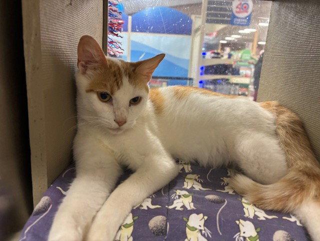 Kara Kitty, a Adoptable mixed breed in Fayetteville, GA image 2/3