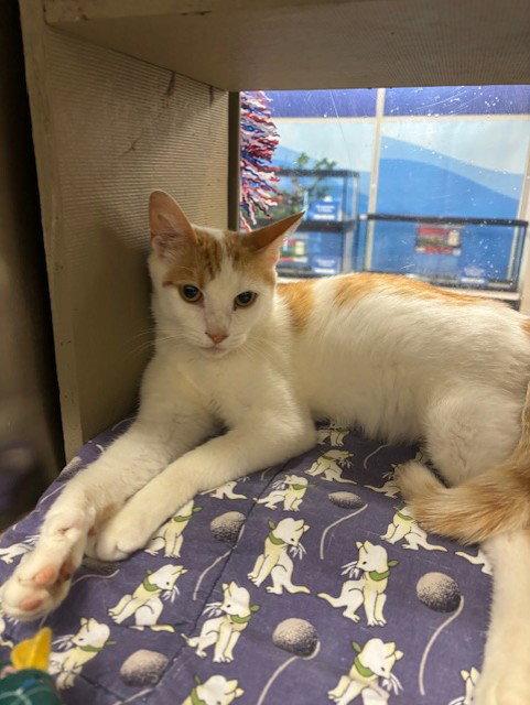 Kara Kitty, a Adoptable mixed breed in Fayetteville, GA image 3/3