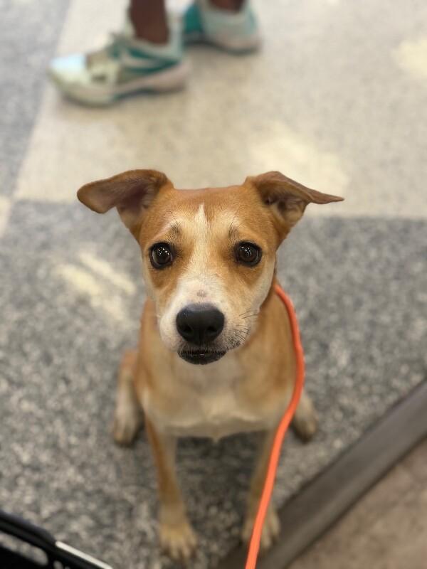 Enlarge Blondie-One of our Amazing Rescue Dogs, a Adoptable mixed breed in Sparks, NV image 1/1