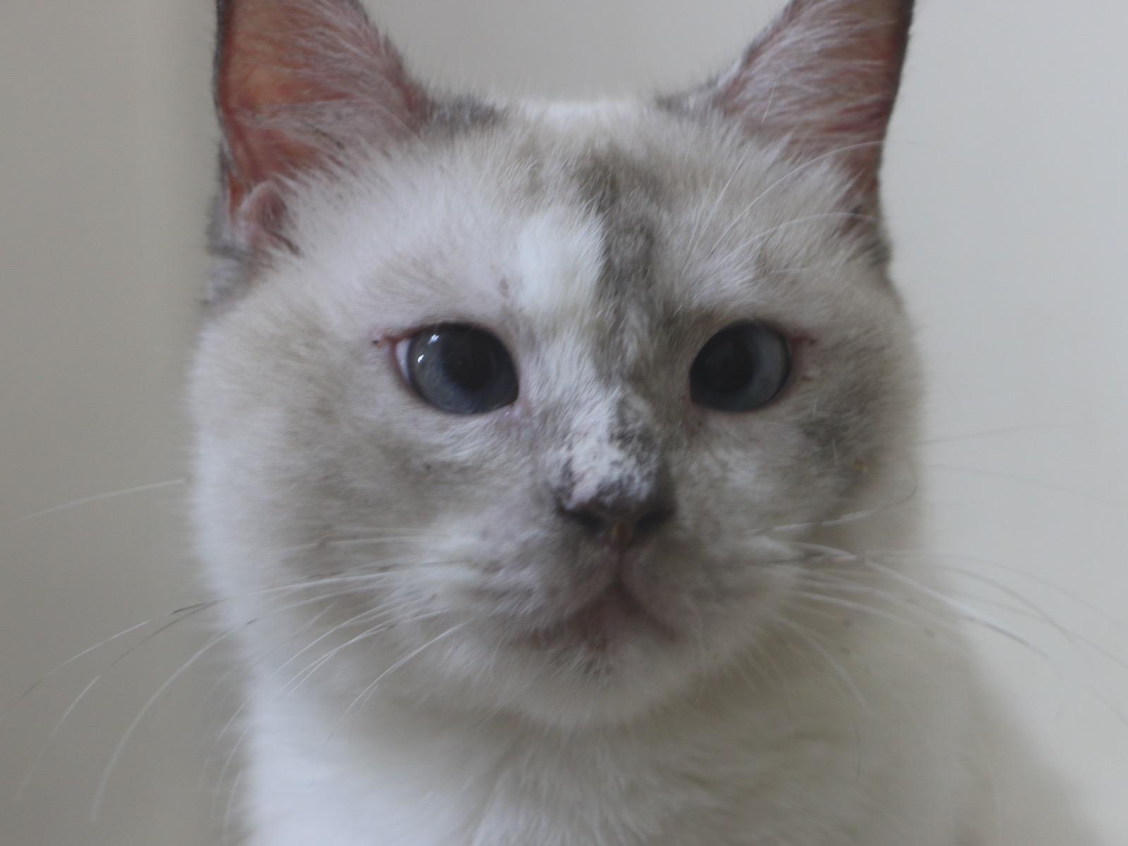 Bela, an adoptable British Shorthair, Ragdoll in Woodbridge, ON, L4l 1j7 | Photo Image 2