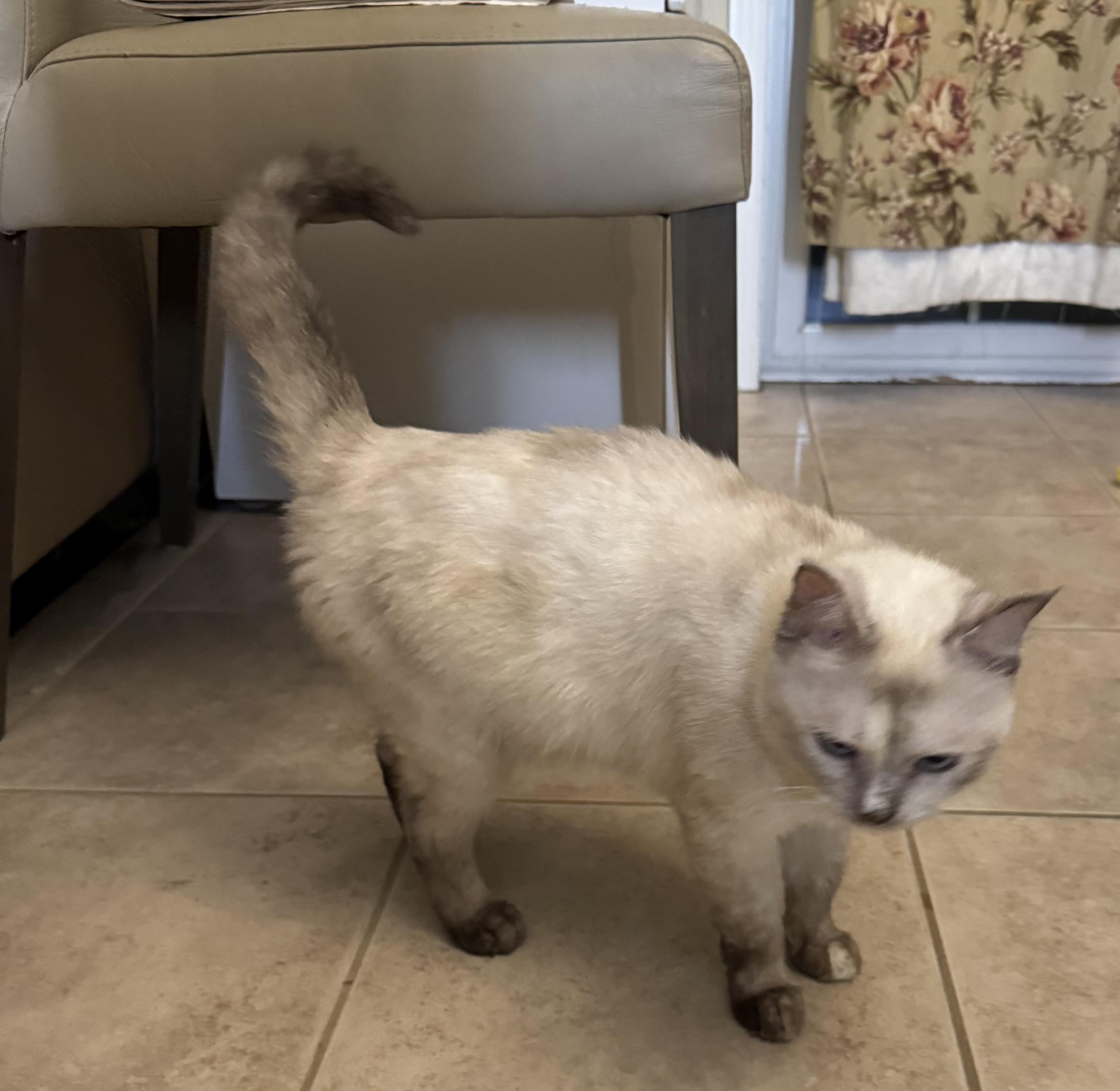 Bela, an adoptable British Shorthair, Ragdoll in Woodbridge, ON, L4l 1j7 | Photo Image 3