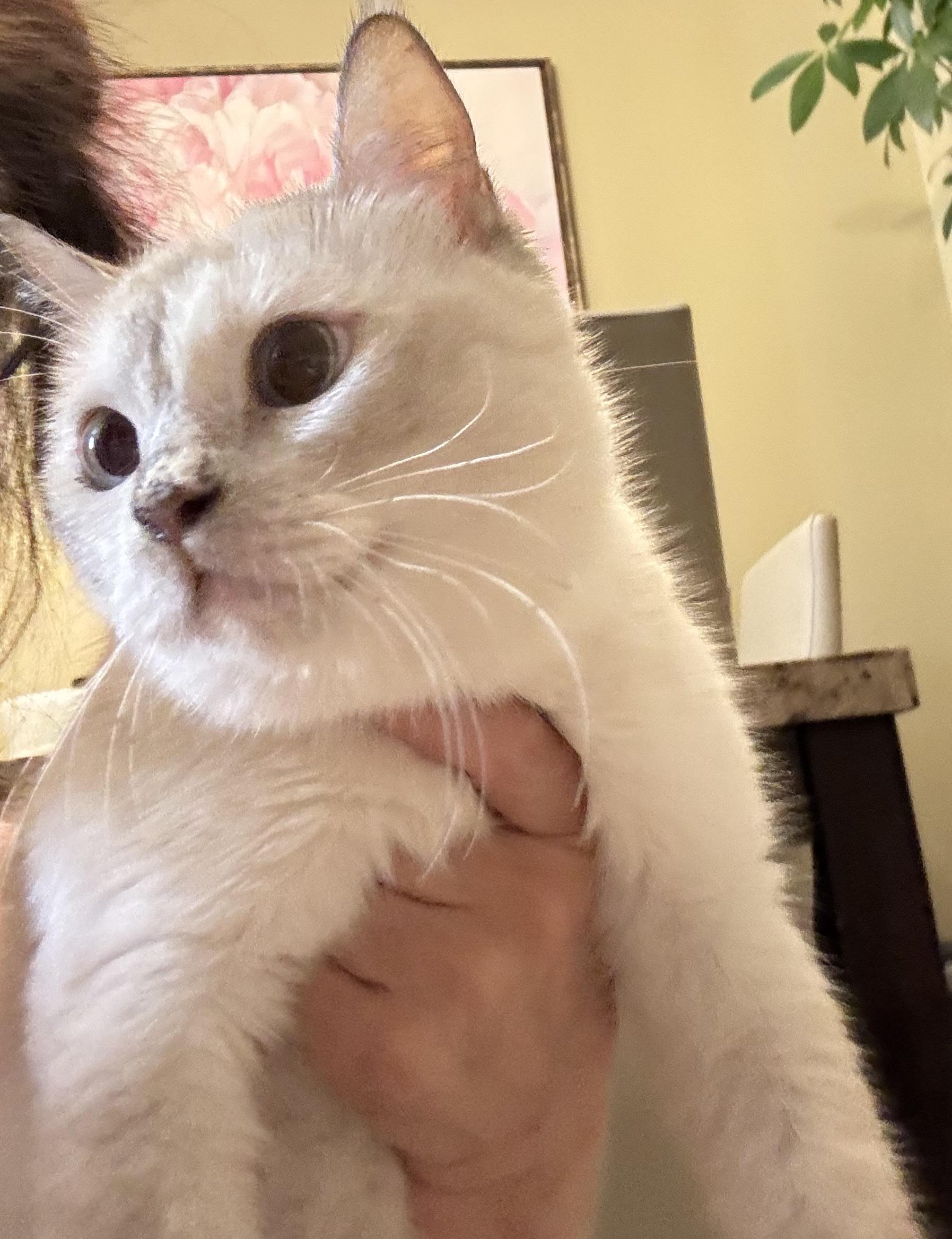 Bela, an adoptable British Shorthair, Ragdoll in Woodbridge, ON, L4l 1j7 | Photo Image 4