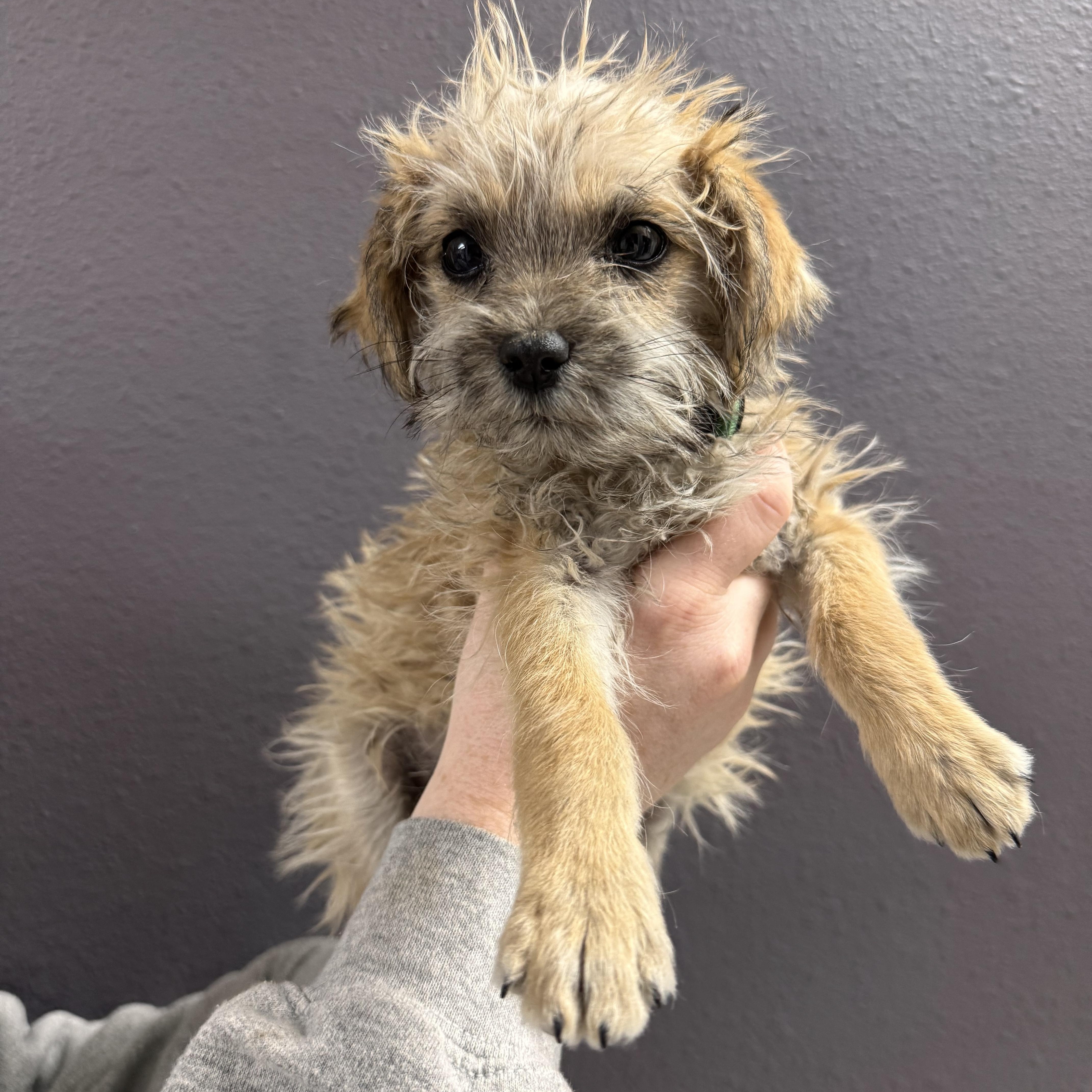 Enlarge Garland , a Adoptable mixed breed in Henderson, NV image 1/1