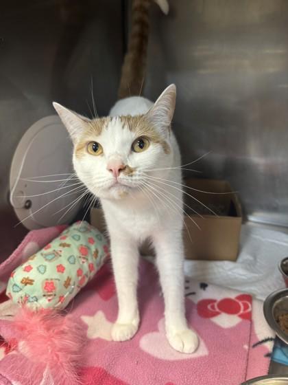 Enlarge Mal, a Adoptable Domestic Short Hair in Lafayette, IN image 1/1