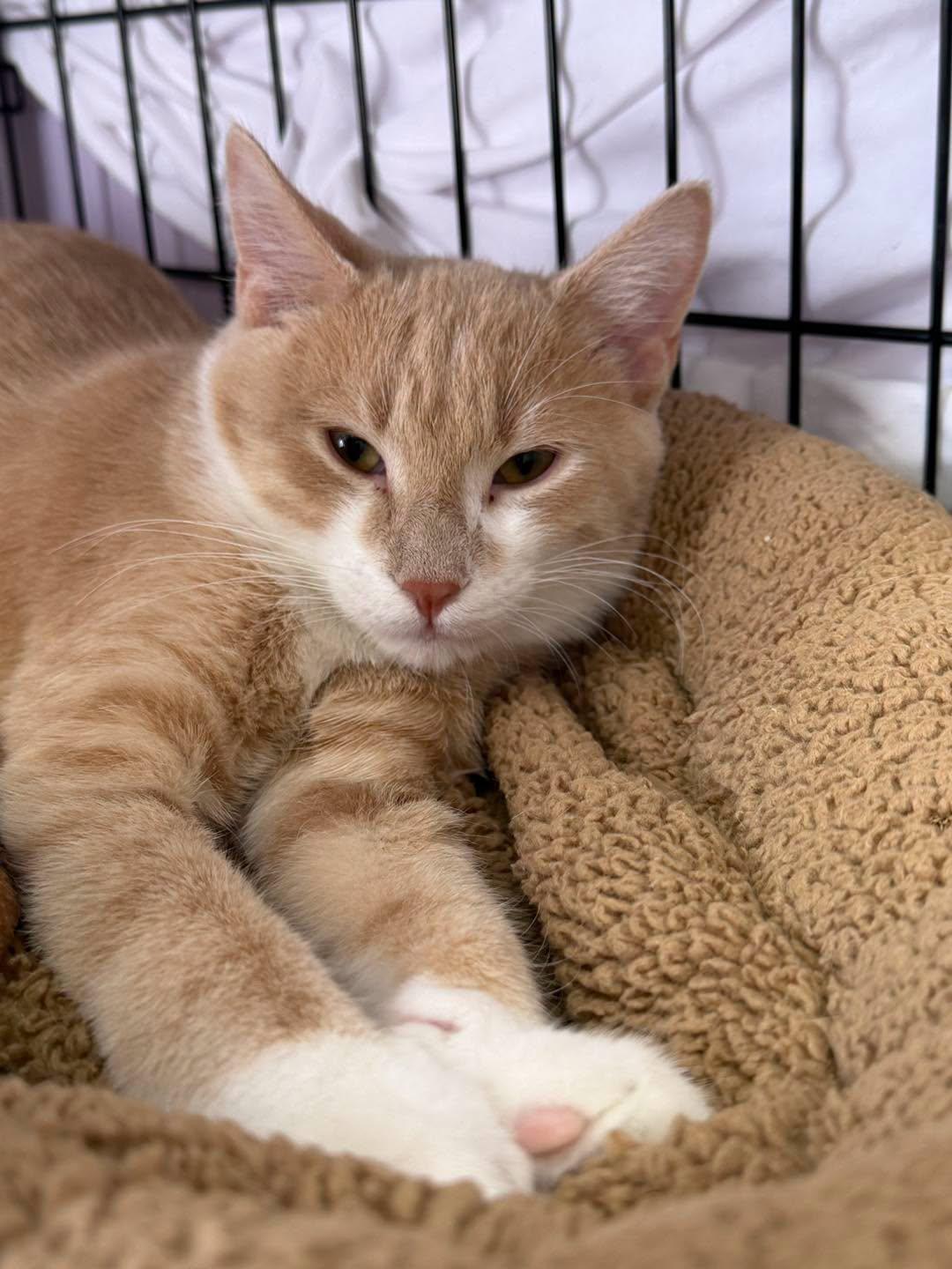Enlarge Kendrick, a Adoptable mixed breed in Lombard, IL image 1/6