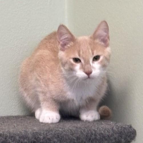 Enlarge Kendrick, a Adoptable mixed breed in Lombard, IL image 2/6
