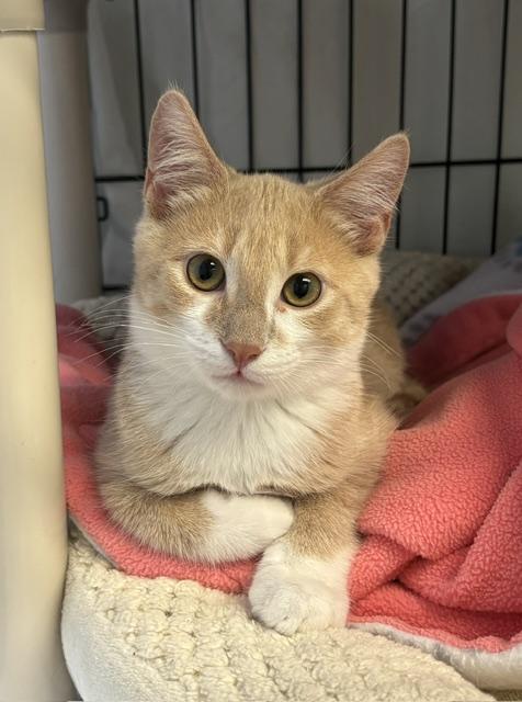 Enlarge Kendrick, a Adoptable mixed breed in Lombard, IL image 3/6