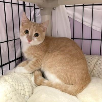 Enlarge Kendrick, a Adoptable mixed breed in Lombard, IL image 4/6