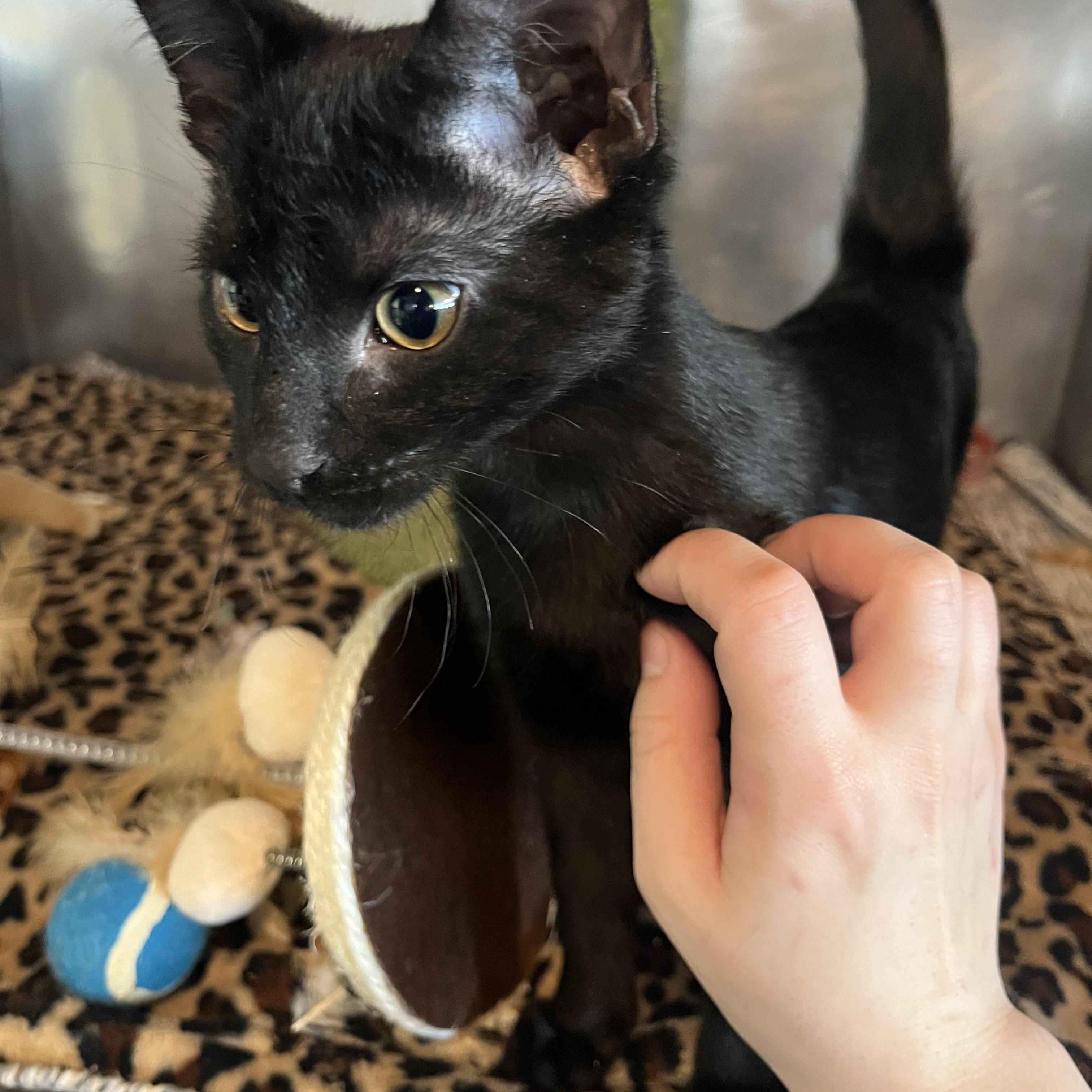 Enlarge Felix, an adopted Domestic Short Hair in Syracuse, NY image 1/1