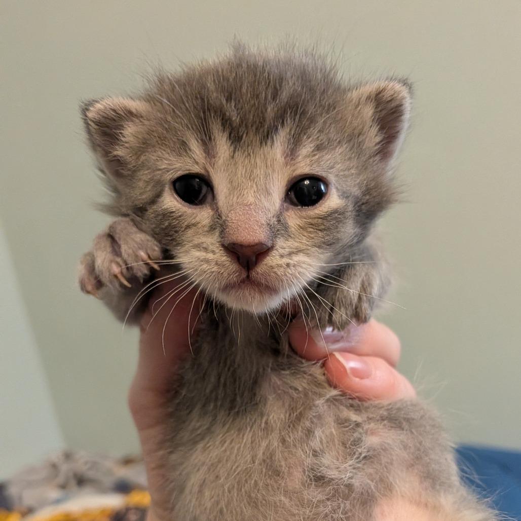 Zoey, Adoptable, Kitten Female Domestic Short Hair.