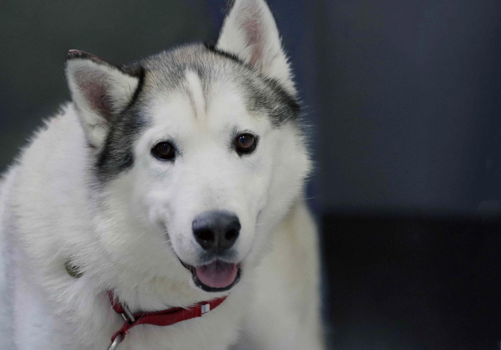 Patrick, Adoptable, Adult Male Siberian Husky.