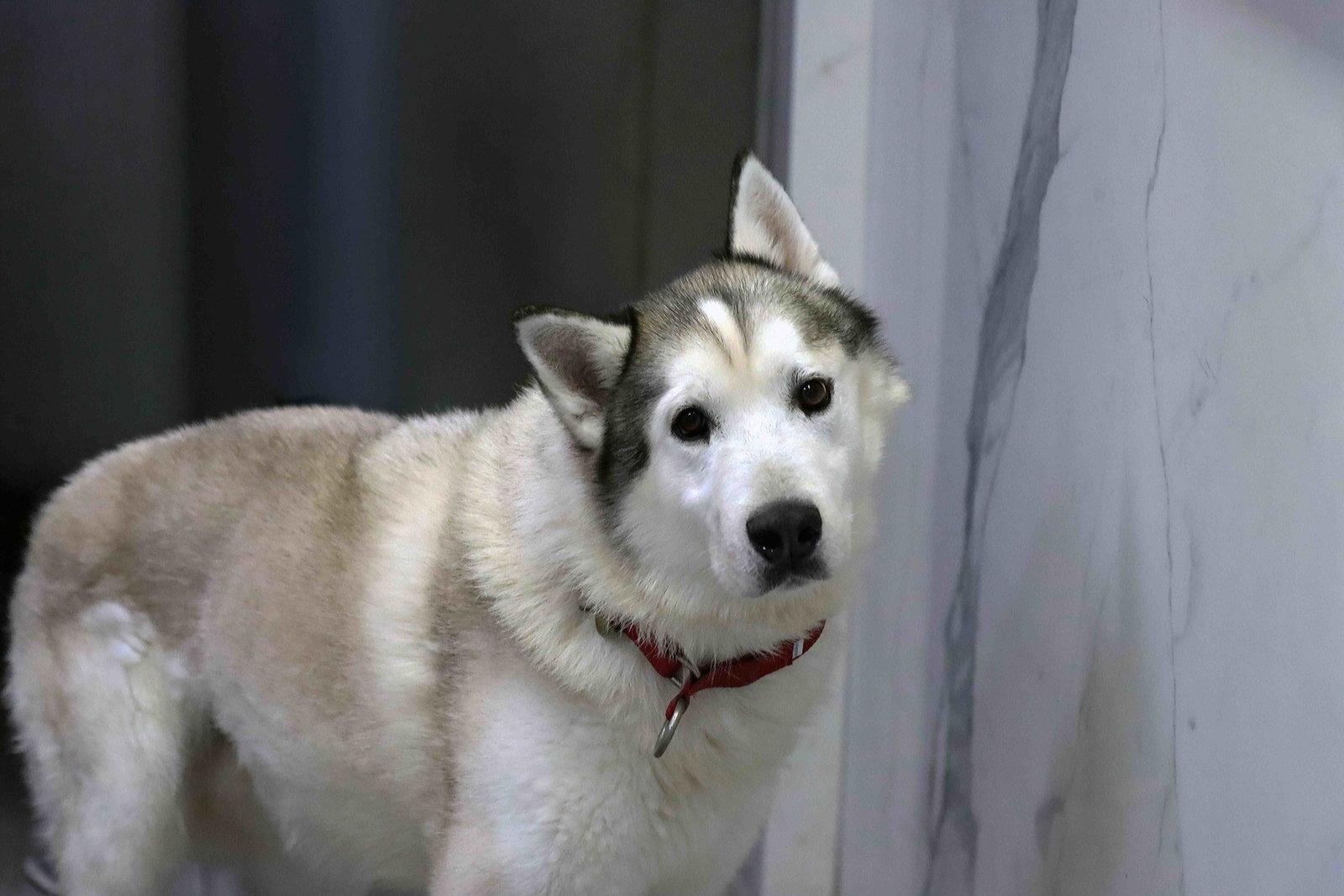 Patrick, a Adoptable Siberian Husky in Walnut Creek, CA image 2/3