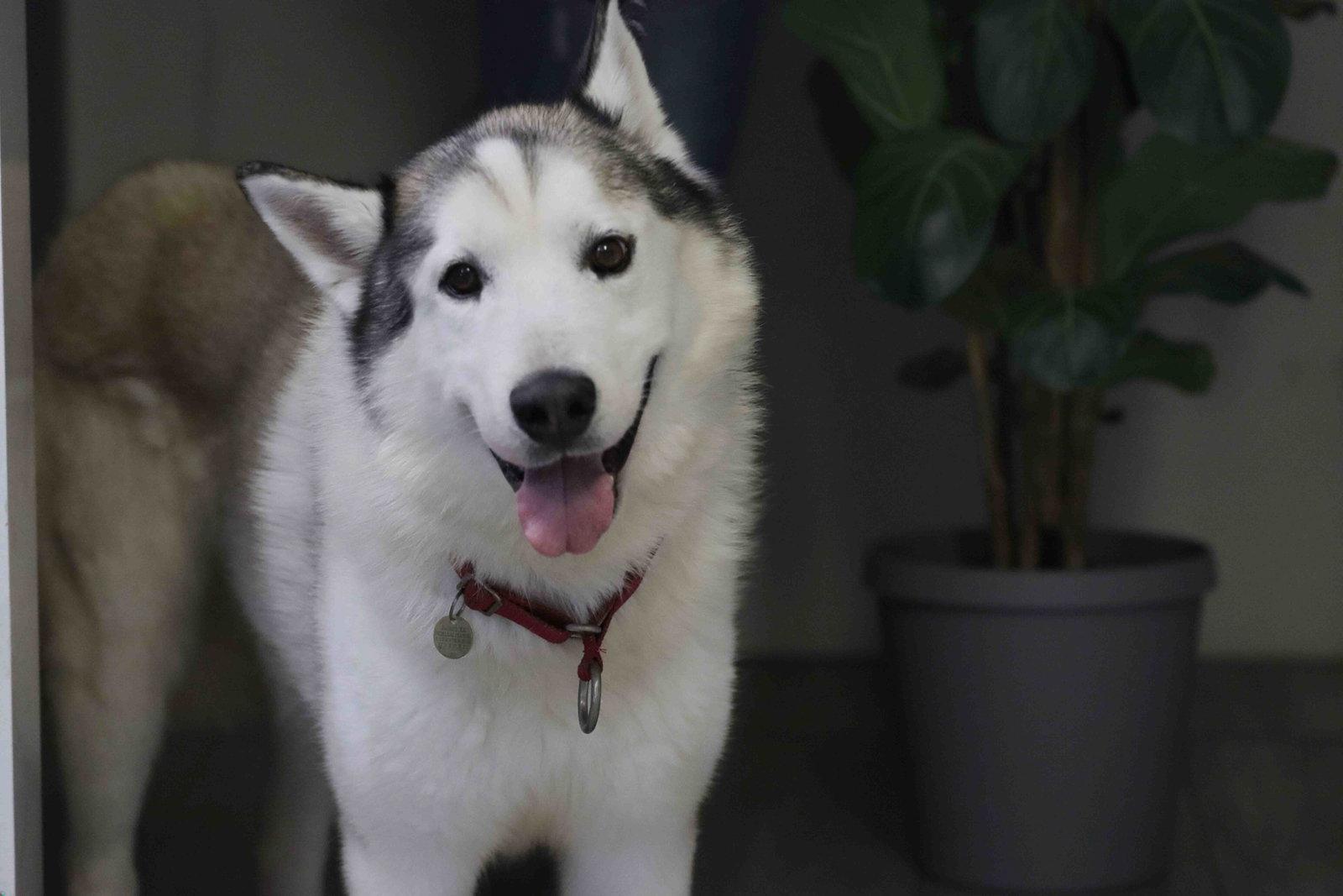 Patrick, a Adoptable Siberian Husky in Walnut Creek, CA image 3/3