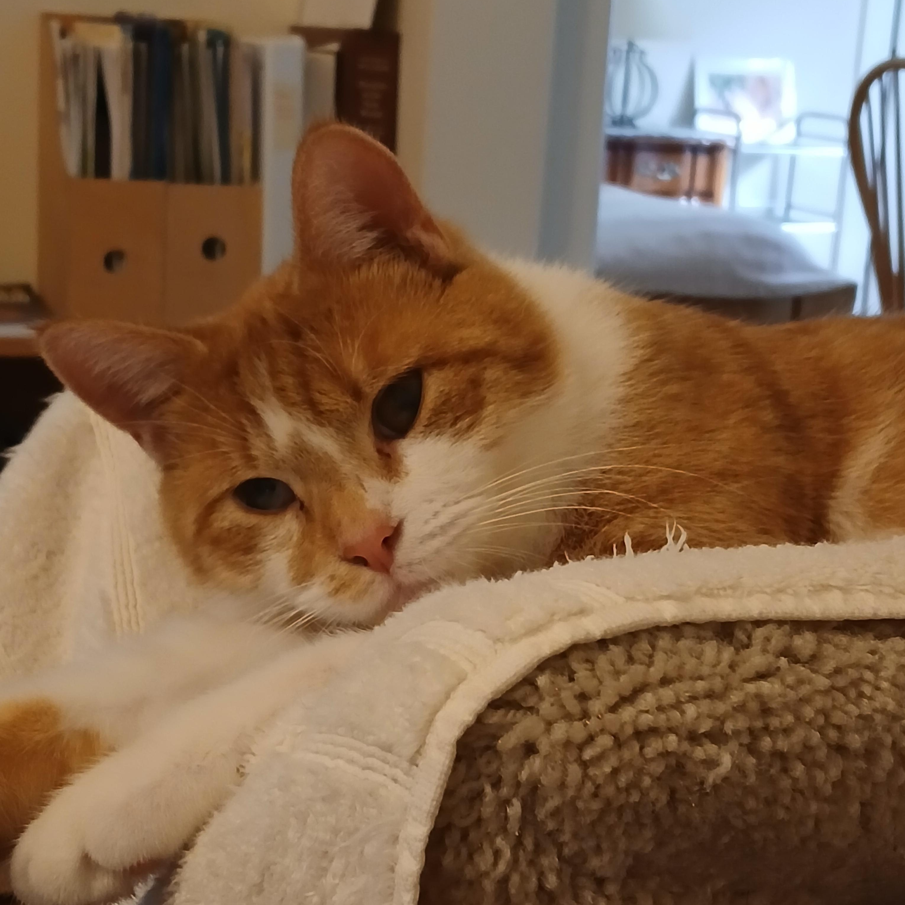 Champ, ADOPTABLE, Young Male Domestic Short Hair.