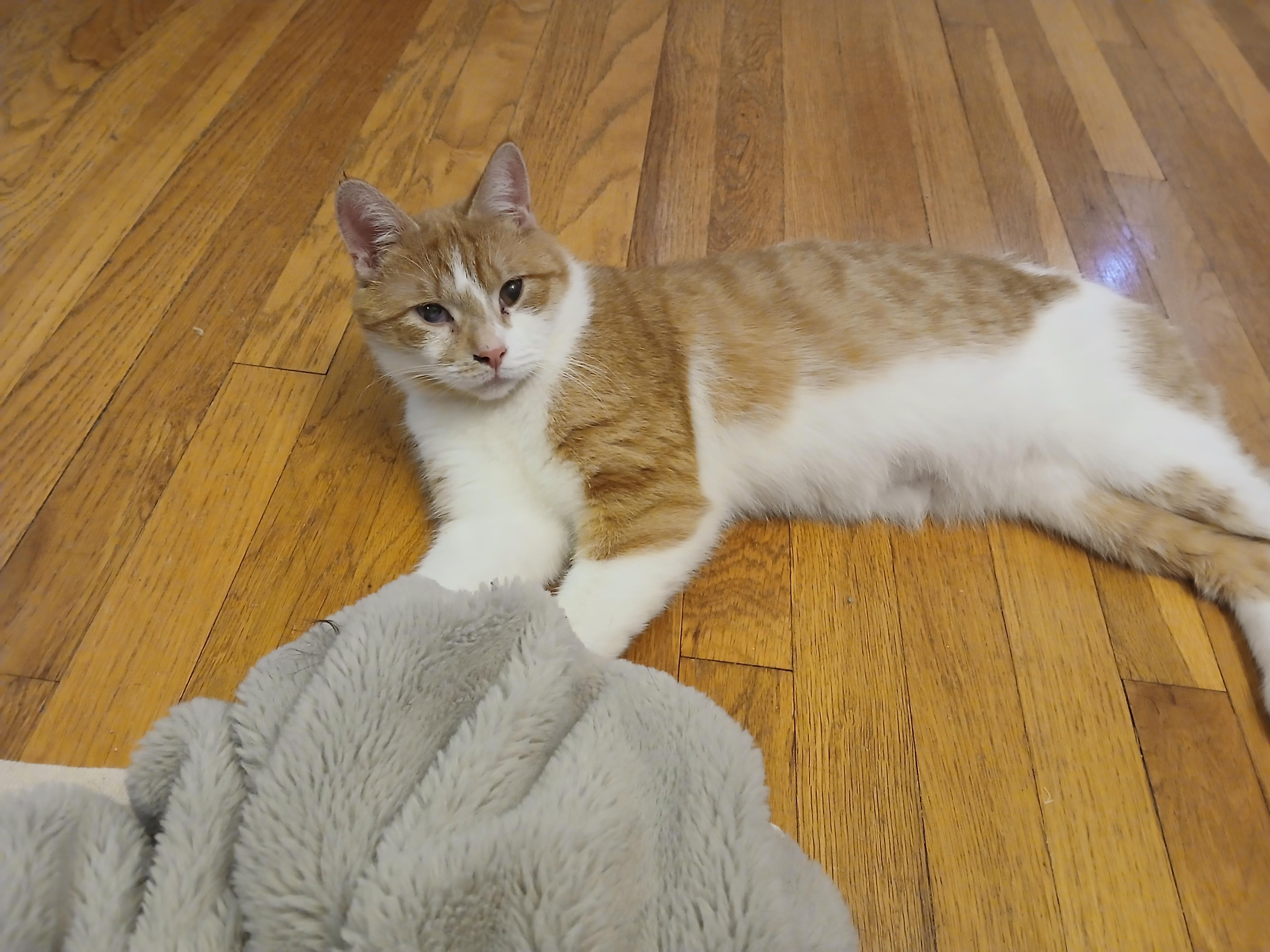 Champ, a ADOPTABLE Domestic Short Hair in Belmont, MA image 3/5