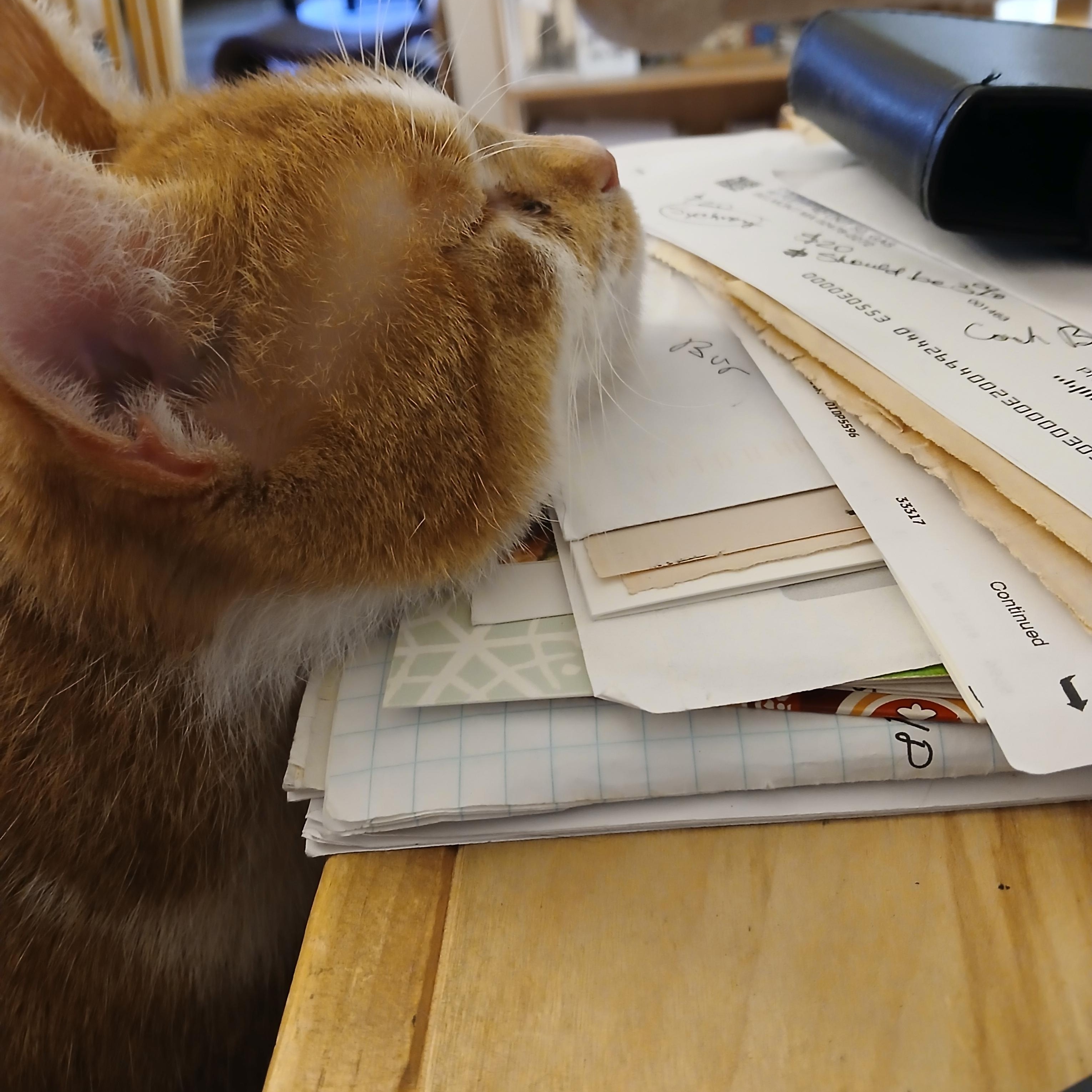 Champ, a ADOPTABLE Domestic Short Hair in Belmont, MA image 4/5