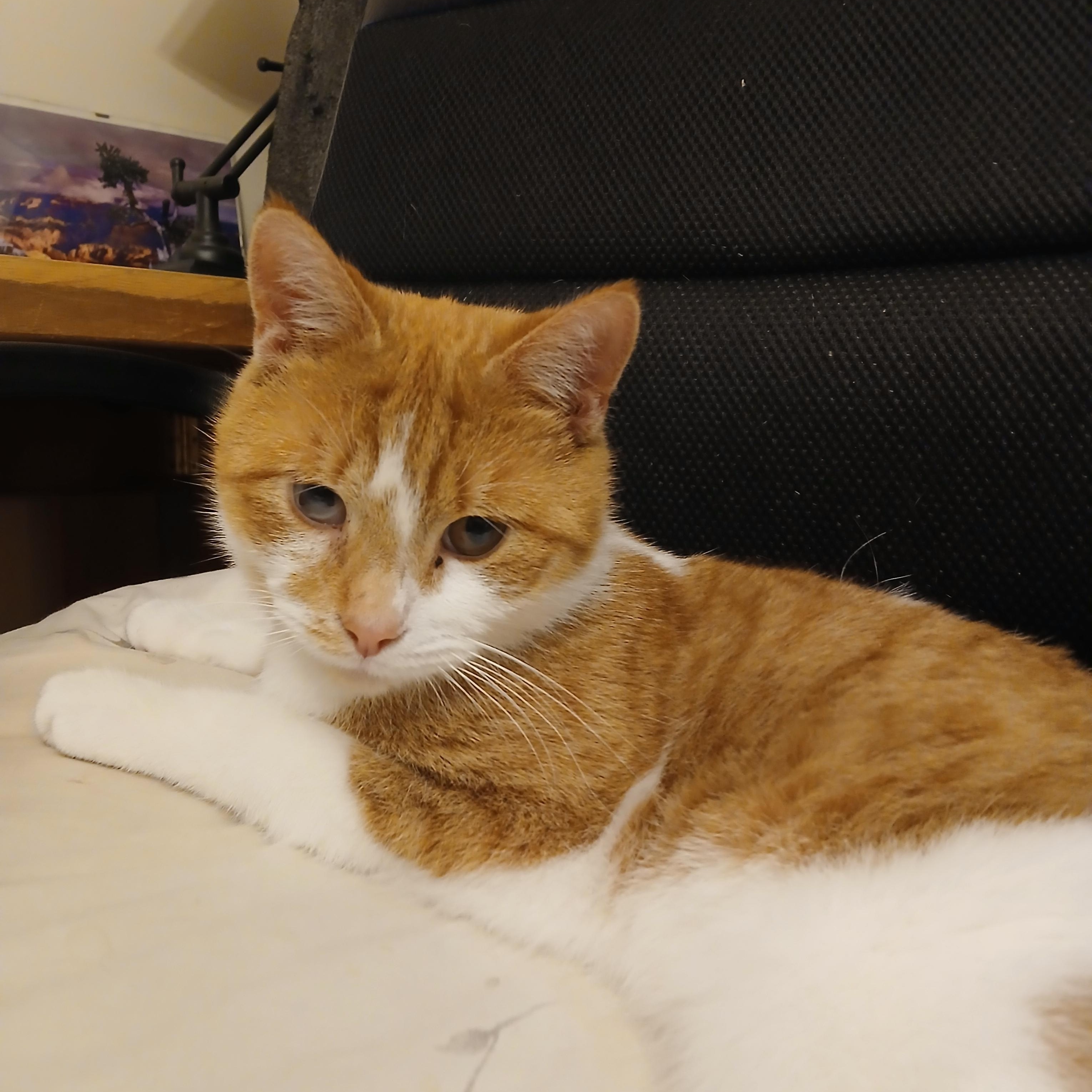 Champ, ADOPTABLE, Young Male Domestic Short Hair.