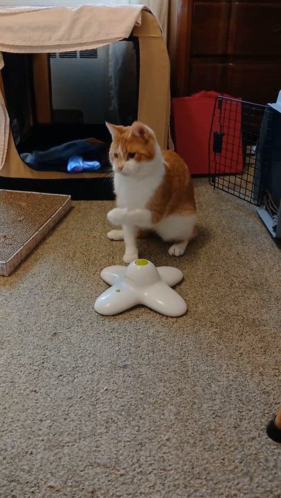 Enlarge Champ, a ADOPTABLE Domestic Short Hair in Belmont, MA video 5/5