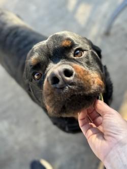 Enlarge Beau, a ADOPTABLE Rottweiler in Madras, OR image 4/4